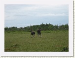 Moose - Western Brook Pond 3 * 2592 x 1944 * (1.14MB)